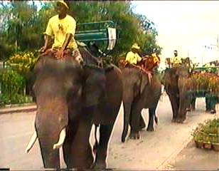 75 Elefanten maschierten durch die Straßen, der Elefant ist das Wappentier Thailands.